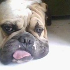 Damián