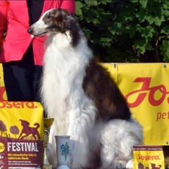 Elegant Borzoi