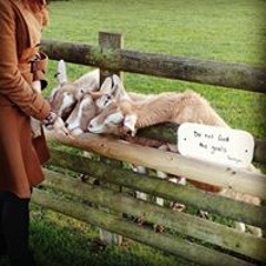 The Plath to Enlightenment