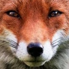 foxy101