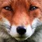 foxy101