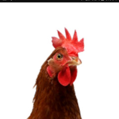 chickenballs