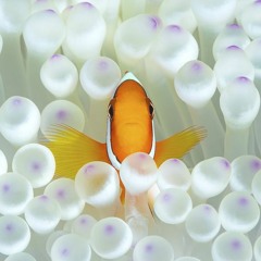 chinese beef samovar