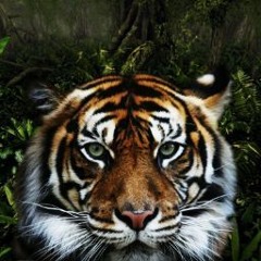 officeoftiger