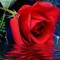 Ana Faysal