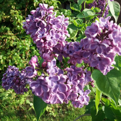 magdaczi135