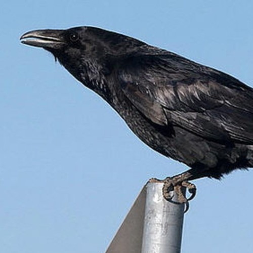 Stream Roek Raaf Kraai Music Listen To Songs Albums Playlists For