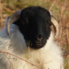 shep