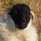 shep