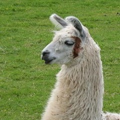 I love llamas :)