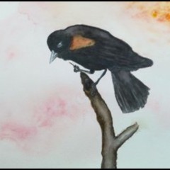 Ragged Blackbird