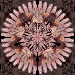 copperknob84
