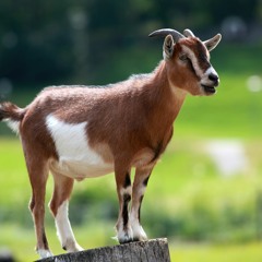 Irish goat