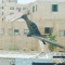 Hatem ismail