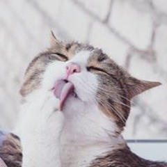 oggy