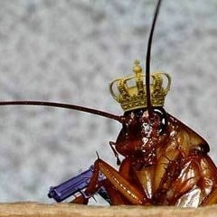 The roach crawling on your kitchen floor