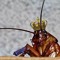 The roach crawling on your kitchen floor