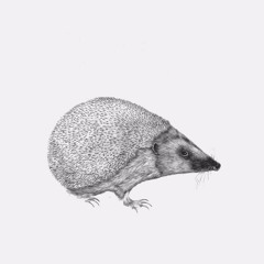 Maja og de sarte sjæle