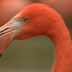 Flamingo Boi
