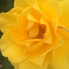 yellow_roses