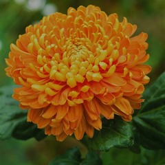 Chrysanthemum