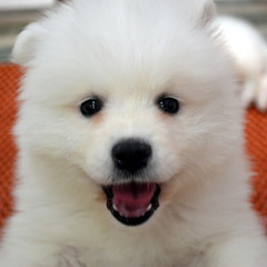 sonu