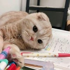 little meow