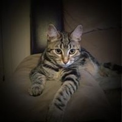 razzle-dazzle