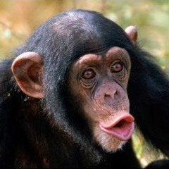 xx__THE_APES__xx