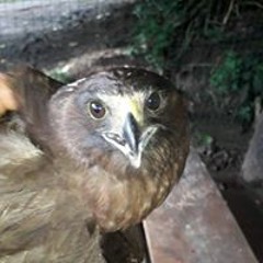 Johan