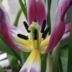 Александра Фролова