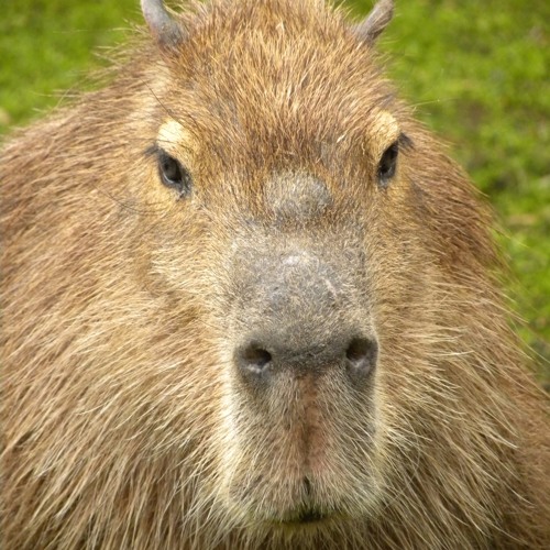 Stream Capivara Agiota music  Listen to songs, albums, playlists for free  on SoundCloud