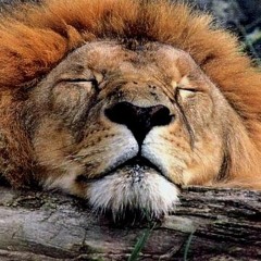 SleepyLion {^_^}
