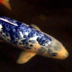 Koi