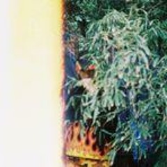 Nelson D N Farrales3