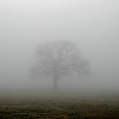 Young Fog