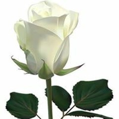 susu
