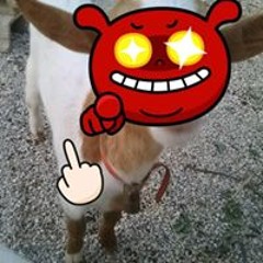 Chisti