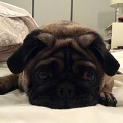 Winston John Rambo