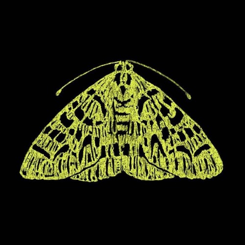 The Moth’s avatar