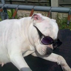 G Dog