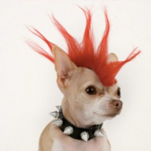 Punkpuppy’s avatar