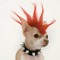 Punkpuppy