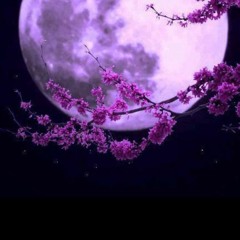 أزهار الخزامى