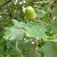 greenman