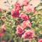 remasfahad1122