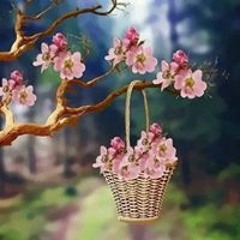 Heba Tarek