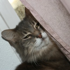 catnip