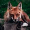 Gentle Fox