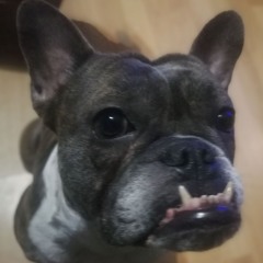 MrBorsodi